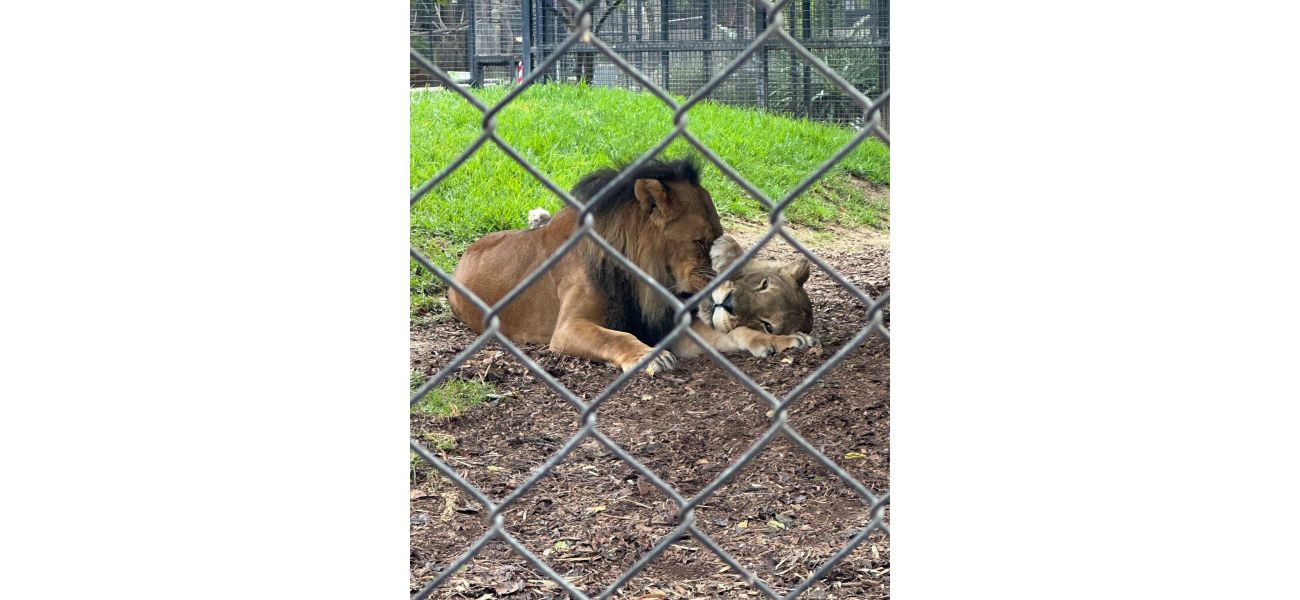 Australia's oldest lioness put down following death of longtime mate.