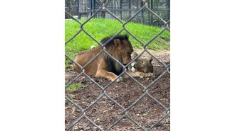 Australia's oldest lioness put down following death of longtime mate.