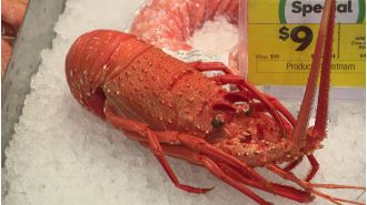 China and the Prime Minister have reached an agreement to restart the profitable export of lobsters.