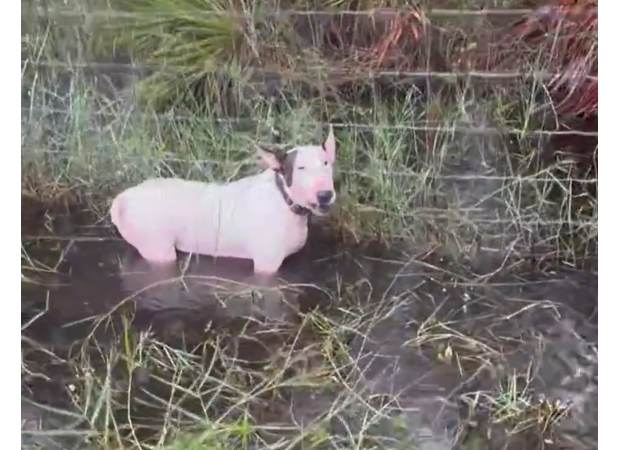 Florida officer rescues dog tied to a pole during hurricane.
