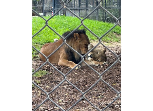 Australia's oldest lioness put down following death of longtime mate.