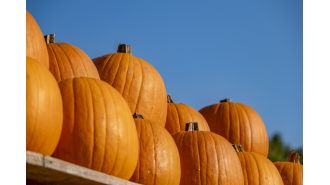 Lucky man wins big on lottery thanks to pumpkin.