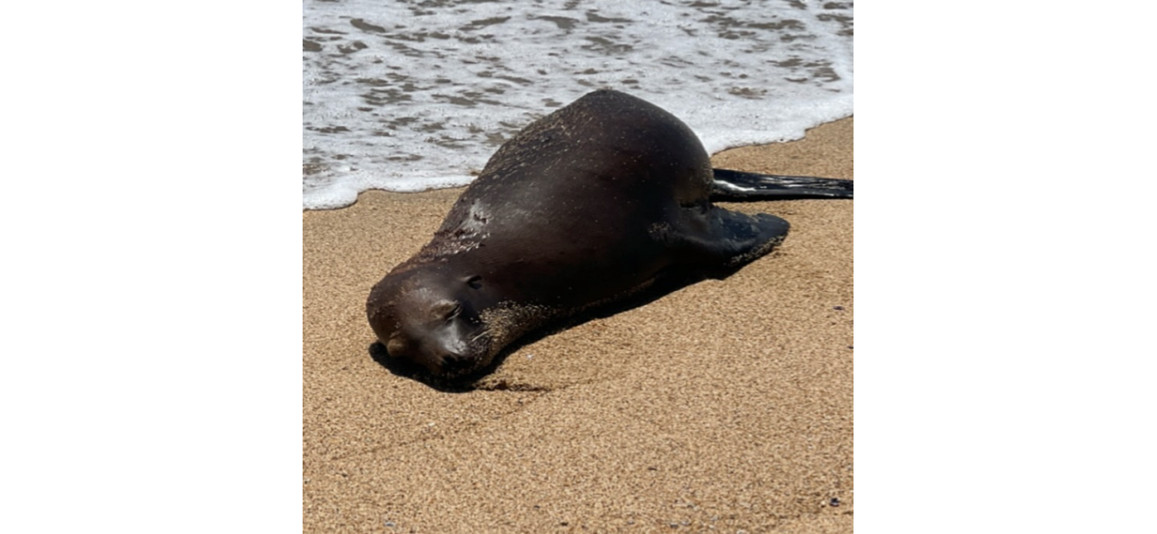 A $20k reward is being offered by officials after a seal was shot on a California beach.