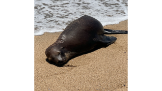 A $20k reward is being offered by officials after a seal was shot on a California beach.