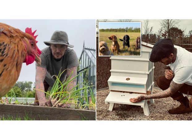 Former soccer star David Beckham has transitioned into a peaceful life as a farmer, leaving his wife Victoria wanting more.