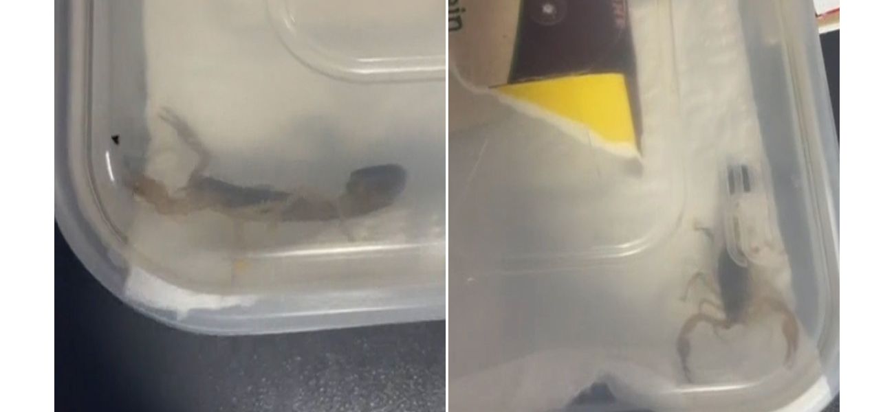 A student discovers a live scorpion in a package from Shein.