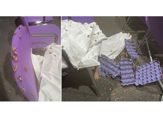 Crickets released at event attended by JK Rowling to protest against her anti-trans views.