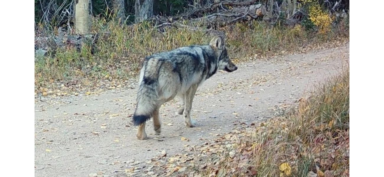 Colorado halts search for abandoned wolf pup after pack captured by officials.