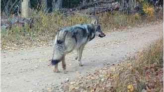 Colorado halts search for abandoned wolf pup after pack captured by officials.