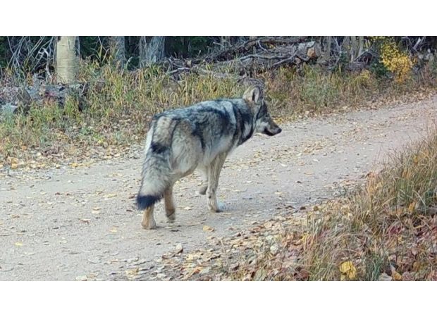 Colorado halts search for abandoned wolf pup after pack captured by officials.