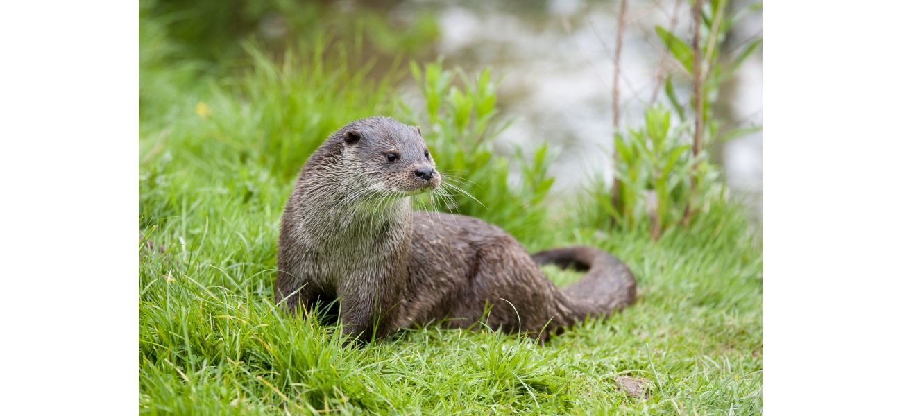 Otters climb over barriers to take expensive fish from private ponds.