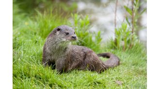Otters climb over barriers to take expensive fish from private ponds.