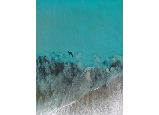 Dead whale on beach causes shark feeding frenzy in WA.