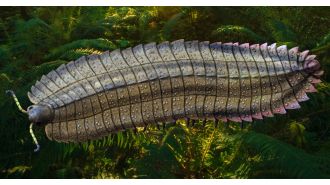 Researchers discover giant bug that lived on Earth over 300 million years ago and was the size of a car.
