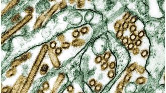 Australia invests huge amount to safeguard against lethal bird flu.