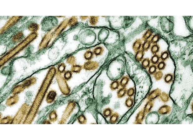 Australia invests huge amount to safeguard against lethal bird flu.