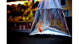 City council prohibits fairgrounds from using goldfish as prizes for games and activities.
