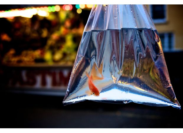 City council prohibits fairgrounds from using goldfish as prizes for games and activities.