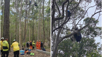 A skydiver is stuck upside down in a tree on NSW South Coast after a landing gone wrong.