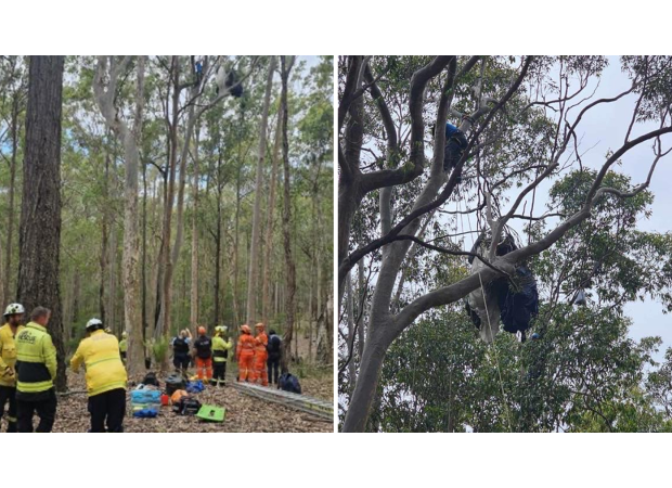 A skydiver is stuck upside down in a tree on NSW South Coast after a landing gone wrong.