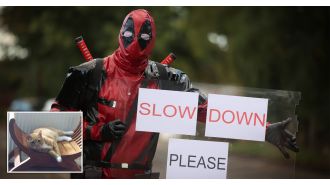 A man wearing a Deadpool costume cautions drivers to slow down after his cat was hit and killed.