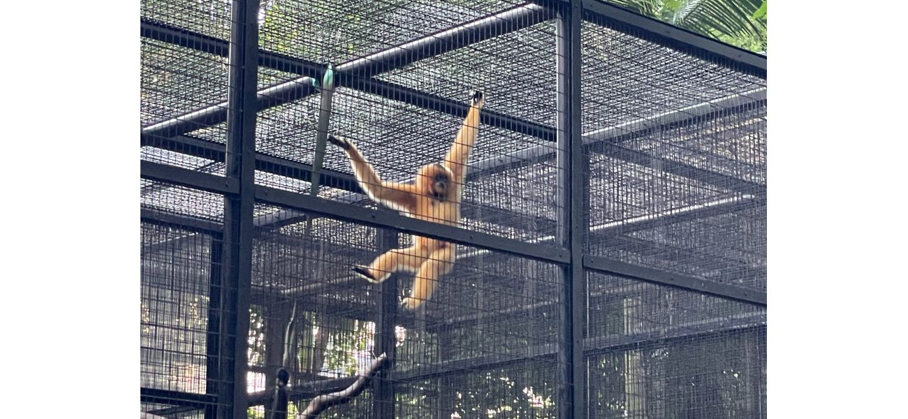 Mysterious outbreak kills nine monkeys at popular zoo.