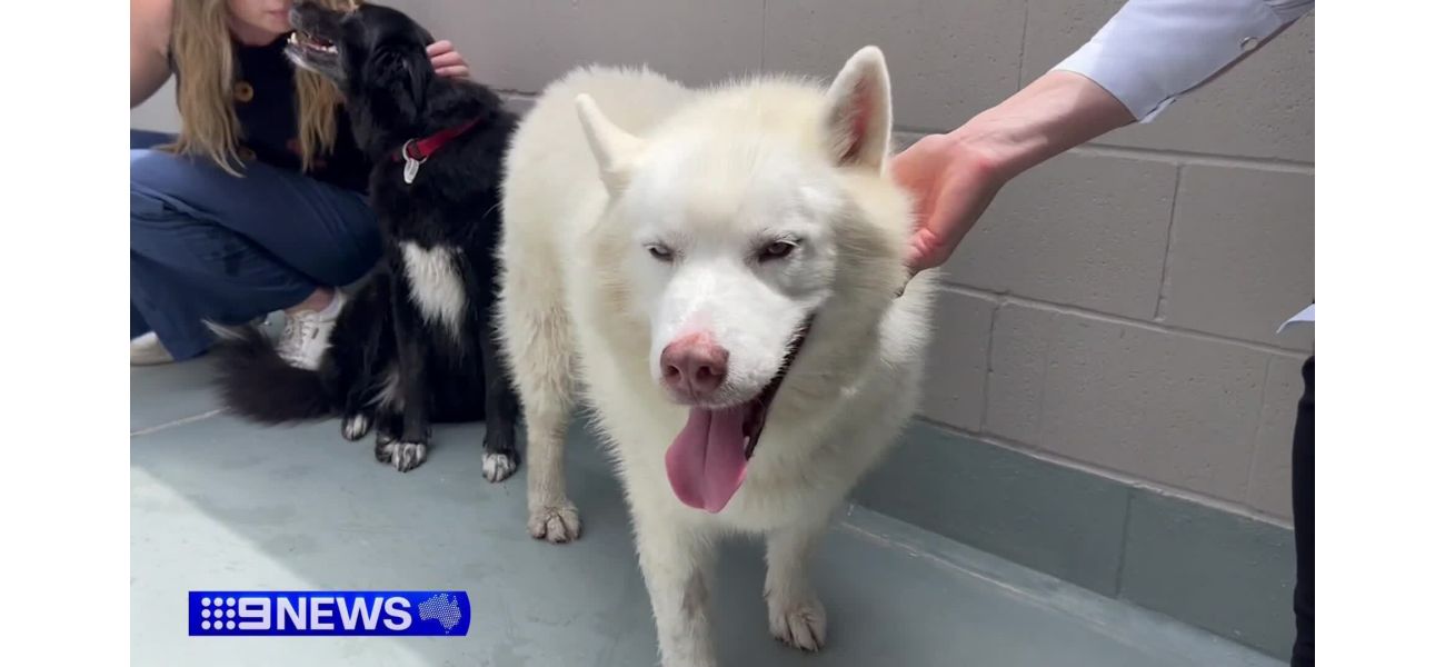 Thieves take husky from animal shelter.