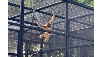 Mysterious outbreak kills nine monkeys at popular zoo.