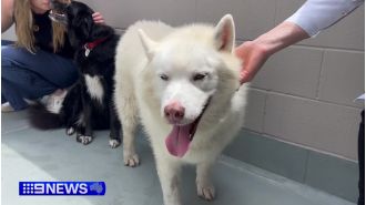 Thieves take husky from animal shelter.