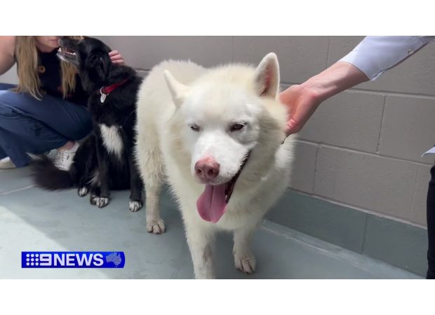 Thieves take husky from animal shelter.