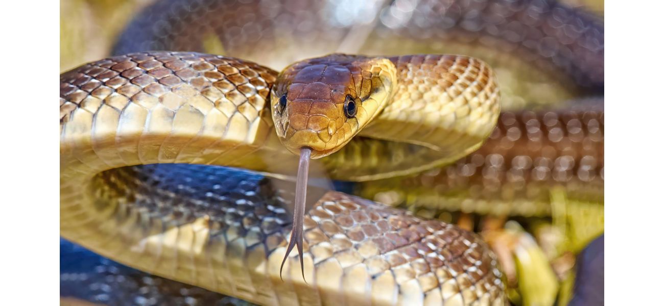 A 2m-long snake is reproducing in British homes, residing in attics and walls.