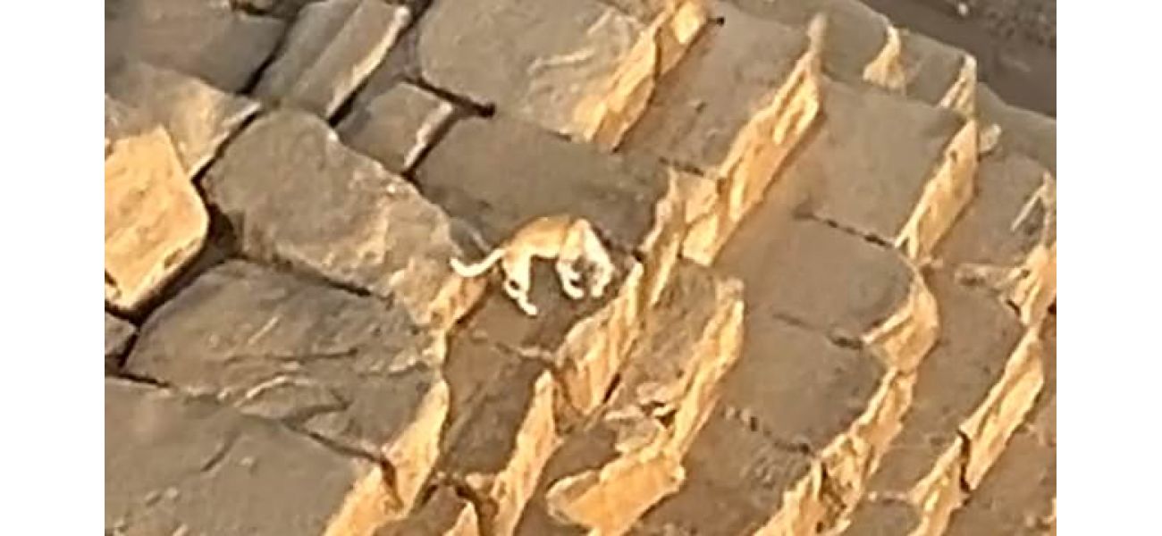 Paraglider finds amazing surprise on top of Great Pyramid during flight.