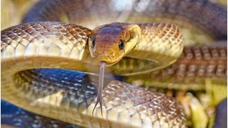 A 2m-long snake is reproducing in British homes, residing in attics and walls.