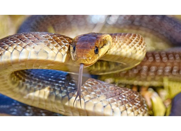 A 2m-long snake is reproducing in British homes, residing in attics and walls.