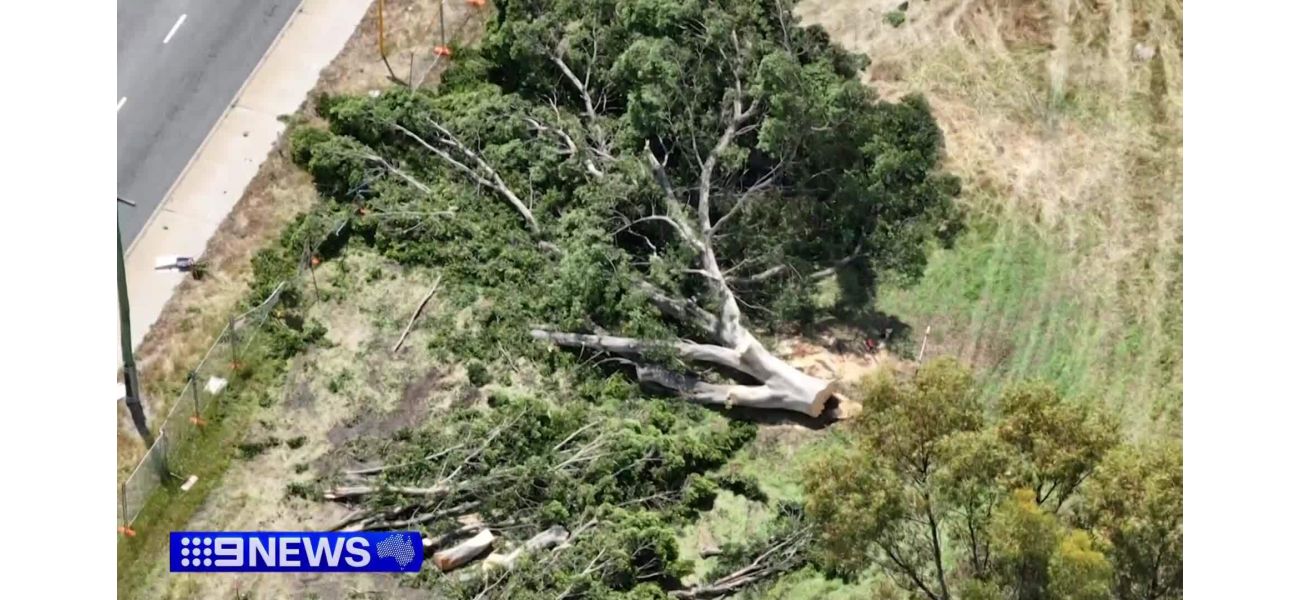 Conflict arises regarding the cutting down of trees for a housing project in Perth.