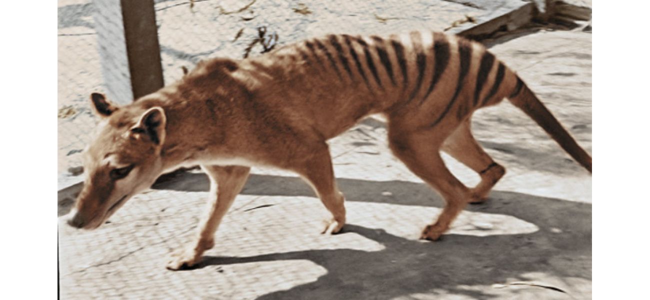 Efforts to revive extinct Tassie tigers are progressing.