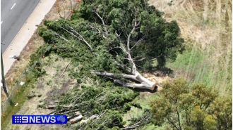 Conflict arises regarding the cutting down of trees for a housing project in Perth.