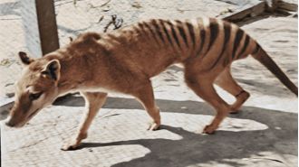 Efforts to revive extinct Tassie tigers are progressing.