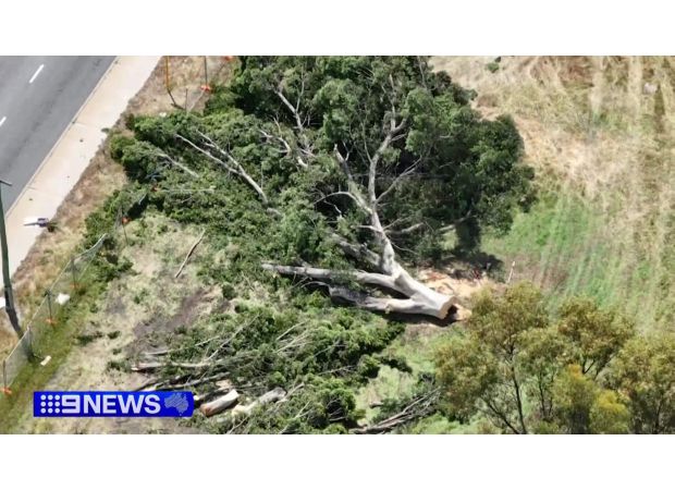 Conflict arises regarding the cutting down of trees for a housing project in Perth.