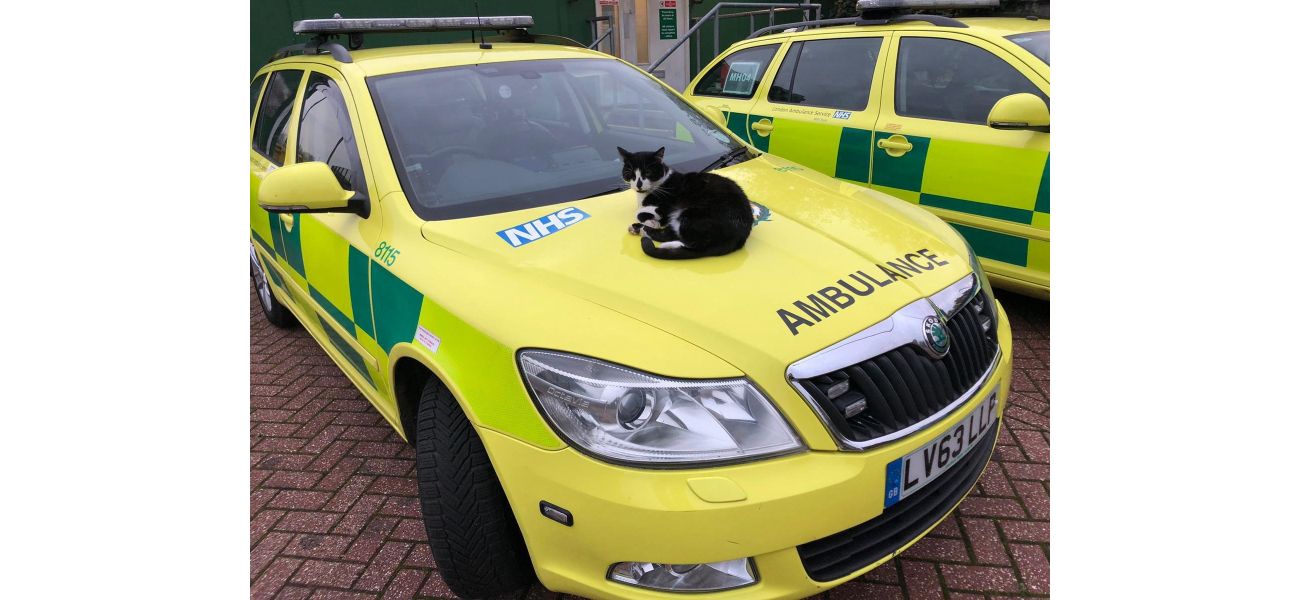 A cat was spared from being kicked out after 60,000 individuals signed a petition to support the feline.