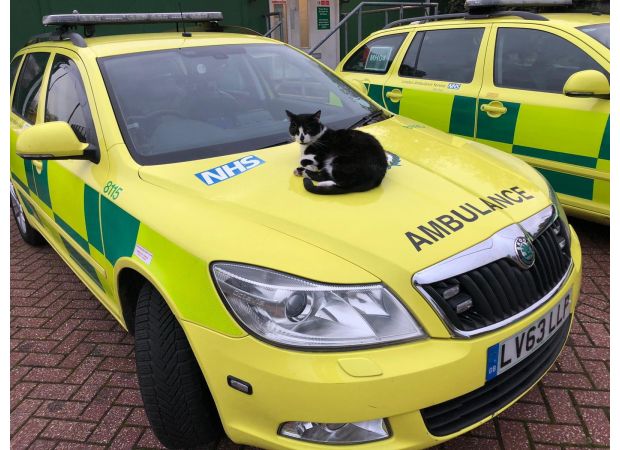 A cat was spared from being kicked out after 60,000 individuals signed a petition to support the feline.