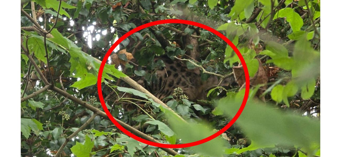 A father sees a large wild cat, possibly a lynx or jaguar, while taking his children to school in Kent.
