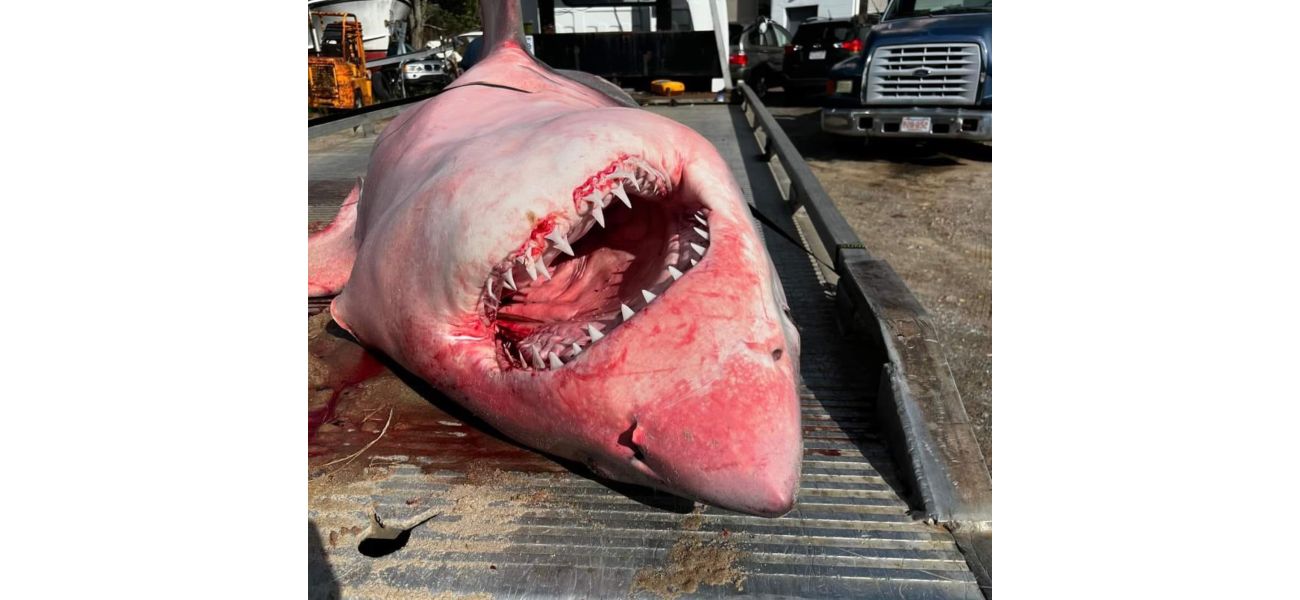 A large shark that washed up on a US beach is being taken away by a tow truck.