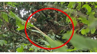 A father sees a large wild cat, possibly a lynx or jaguar, while taking his children to school in Kent.