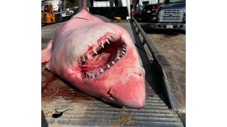 A large shark that washed up on a US beach is being taken away by a tow truck.