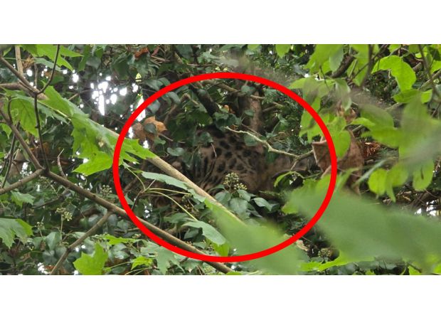A father sees a large wild cat, possibly a lynx or jaguar, while taking his children to school in Kent.