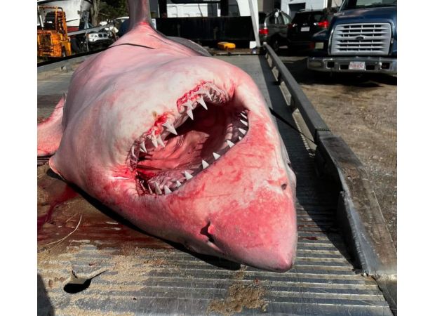 A large shark that washed up on a US beach is being taken away by a tow truck.