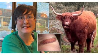 A mother was injured by a cow after her family approached a herd to get a better look.
