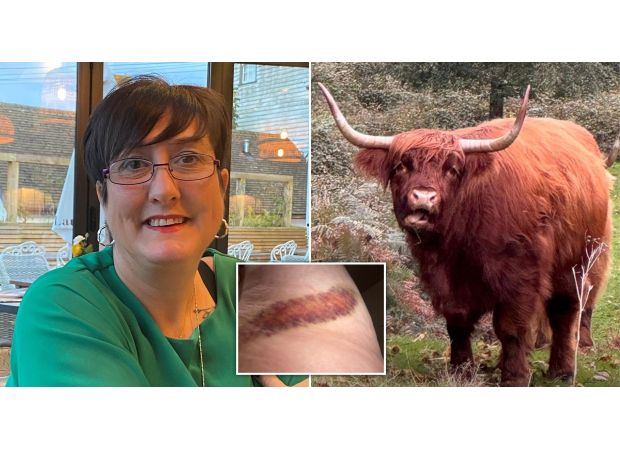 A mother was injured by a cow after her family approached a herd to get a better look.