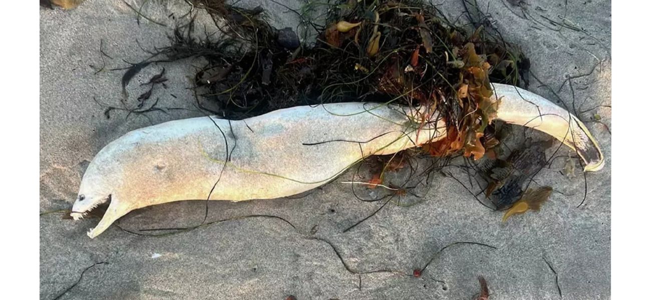 Mysterious sea creature found on beach, resembles Loch Ness monster.
